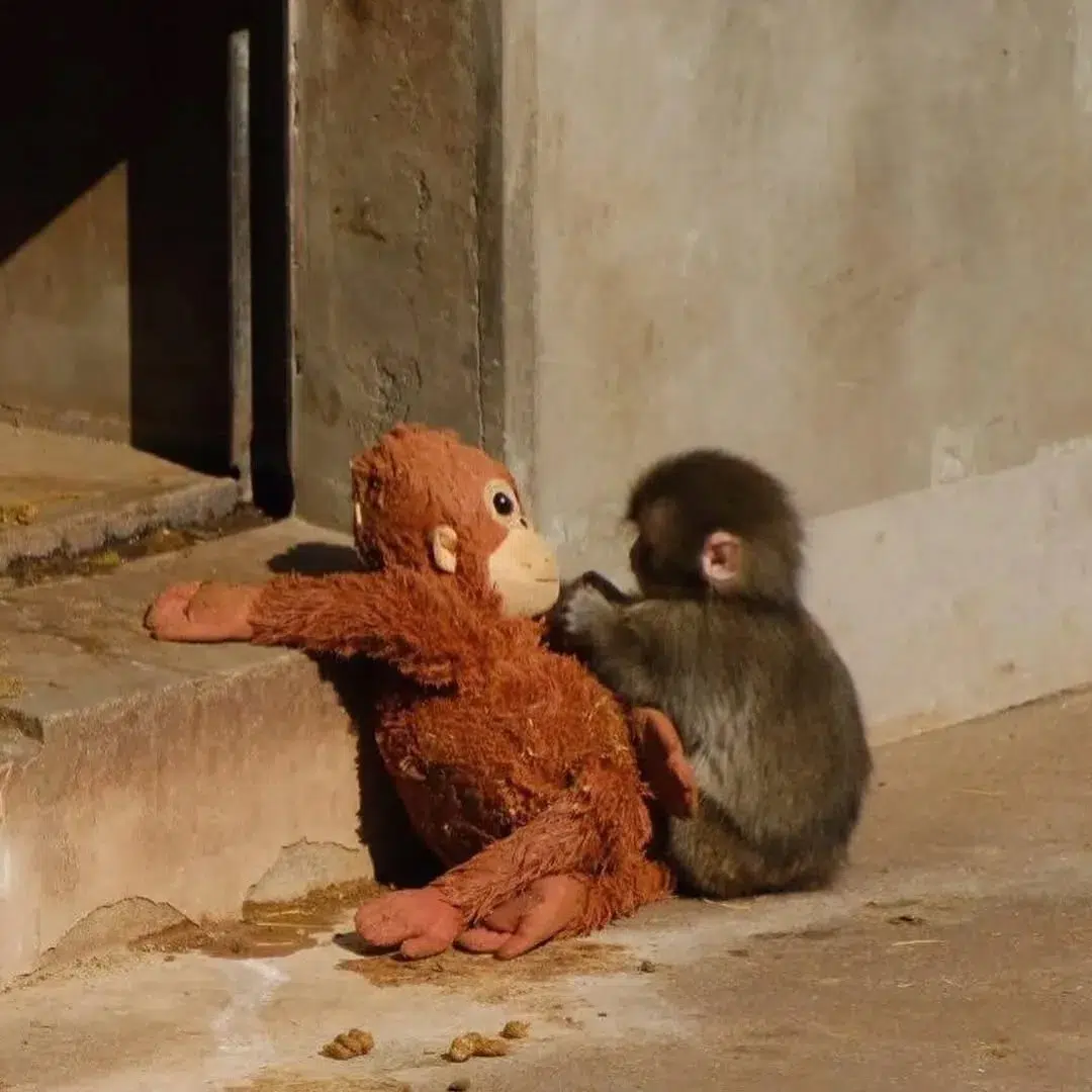 Baby macaque Punch holding his stuffed toy tightly, showing comfort and affection after being abandoned.