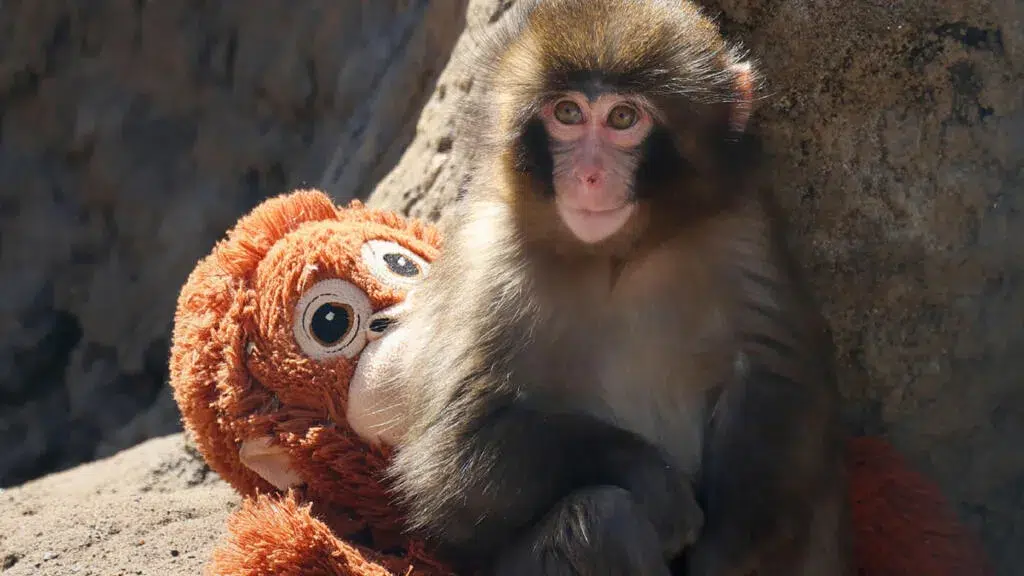 Punch the Monkey cuddling his favorite stuffed toy, highlighting love and care in a heartwarming moment.