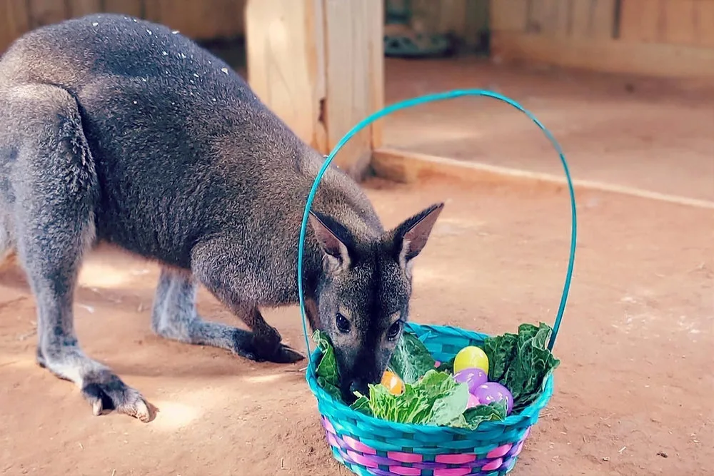 Wallaby exploring an Easter basket filled with colorful eggs during a family Easter event