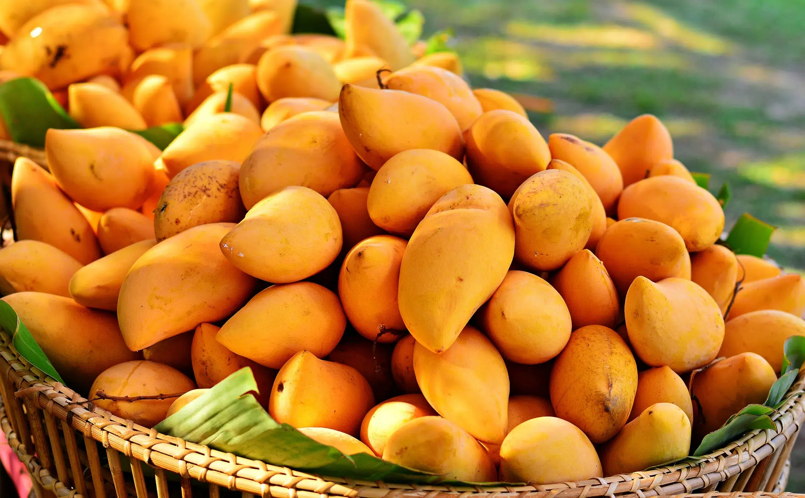 Basket filled with ripe golden mangoes at the Miami Mango Festival, showcasing one of South Florida's most beloved summer fruits during peak mango season.