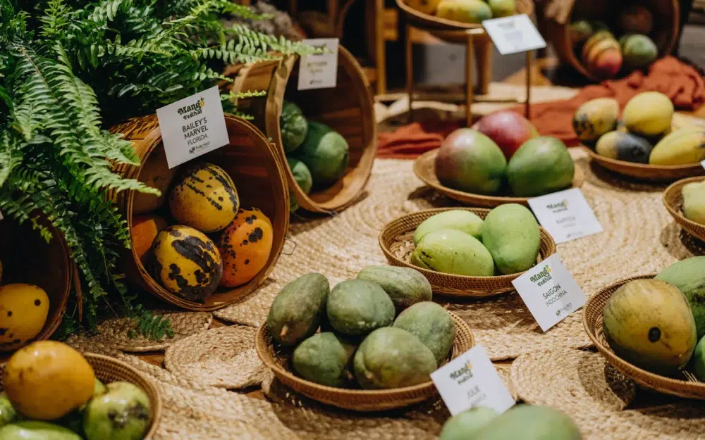 Display of rare and exotic mango varieties at the Miami Mango Festival, showcasing colorful tropical fruits from Fairchild Tropical Botanic Garden's renowned collection.