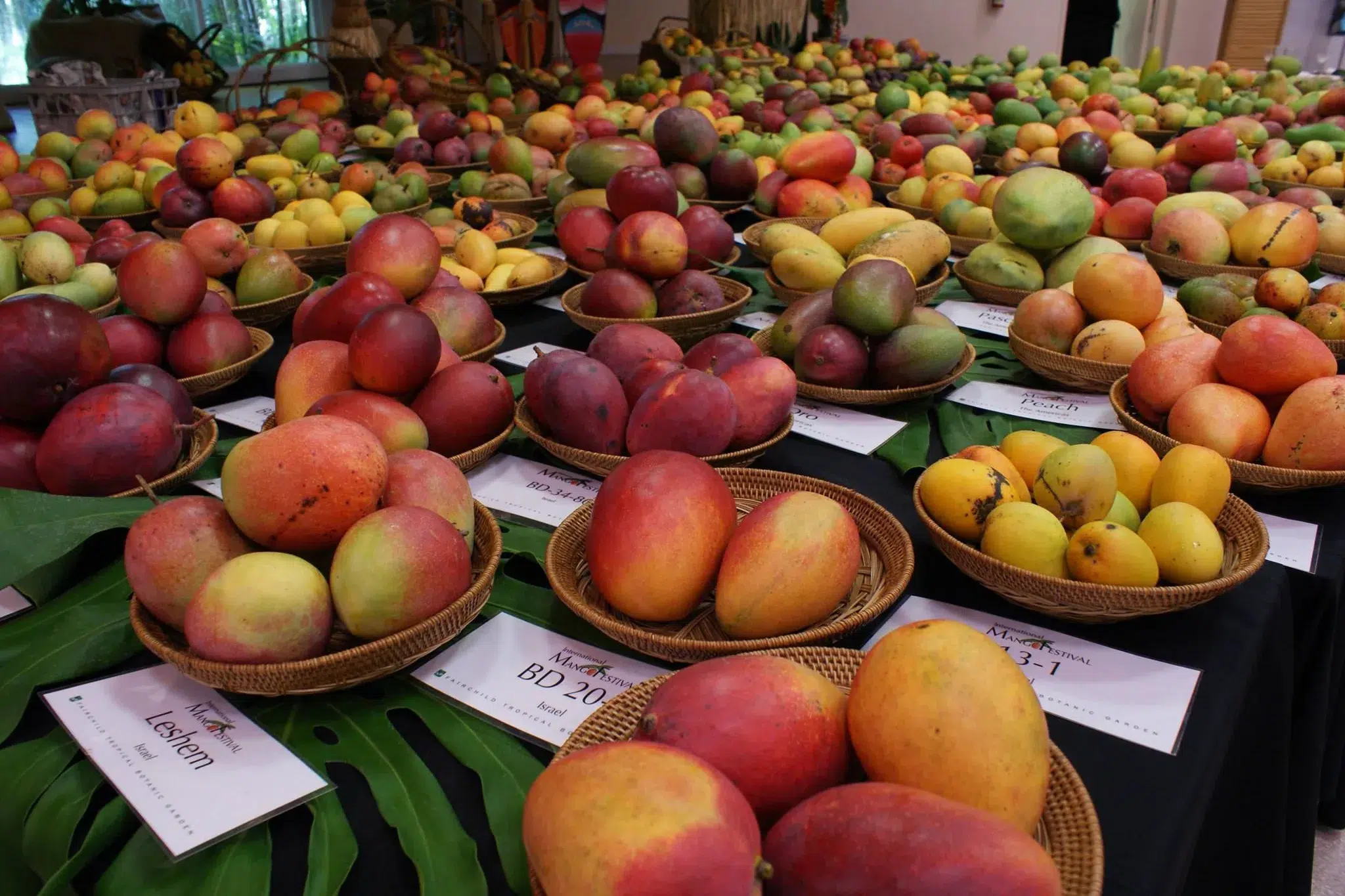 Display of diverse mango varieties at the Miami Mango Festival, featuring colorful tropical fruits from Fairchild Tropical Botanic Garden's internationally recognized mango collection.