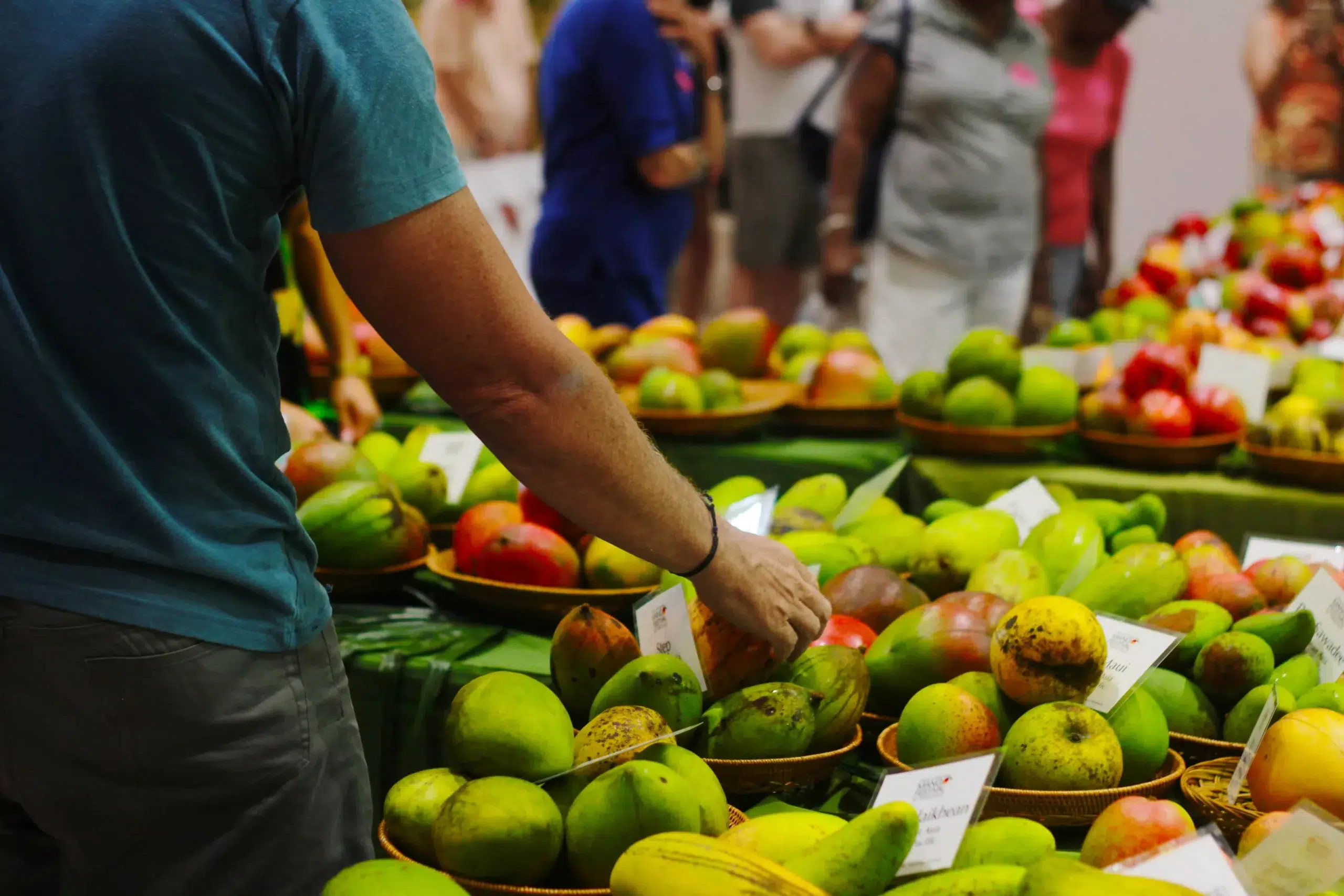 Visitor browsing dozens of mango varieties at the Miami Mango Festival, exploring colorful tropical fruits during one of South Florida's most popular summer events.